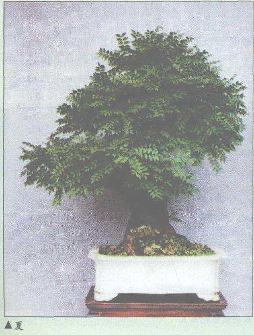 黄连木挖起处理后直接用于制作盆景