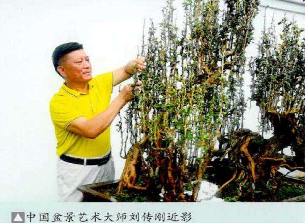 造型艺术在雨林式盆景中的运用