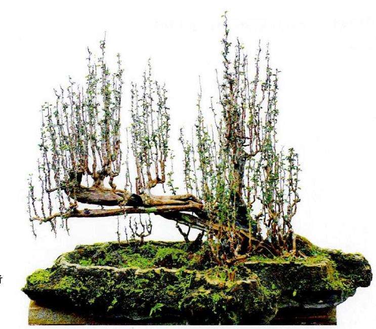 造型艺术在雨林式盆景中的运用