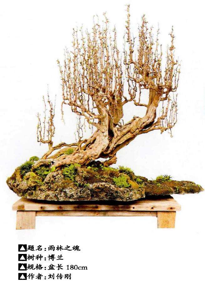 造型艺术在雨林式盆景中的运用