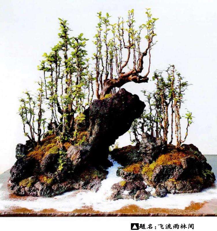 热带雨林带给我们制作盆景的5个启示