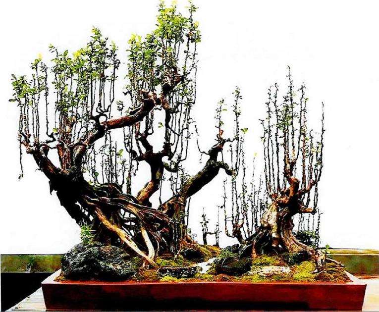 热带雨林带给我们制作盆景的5个启示