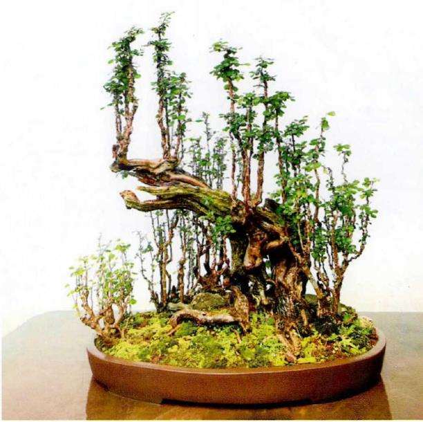 雨林式盆景中的4个旋律 图片