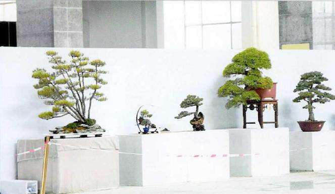 2022 如皋国际园艺城盆景直播分享中心举行