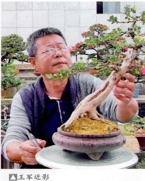 王军盆景 逸品欣赏 图片