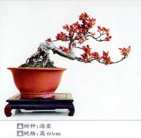 王军盆景 逸品欣赏 图片