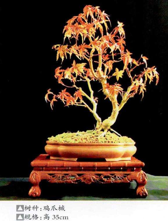 王军盆景作品及设计图欣赏