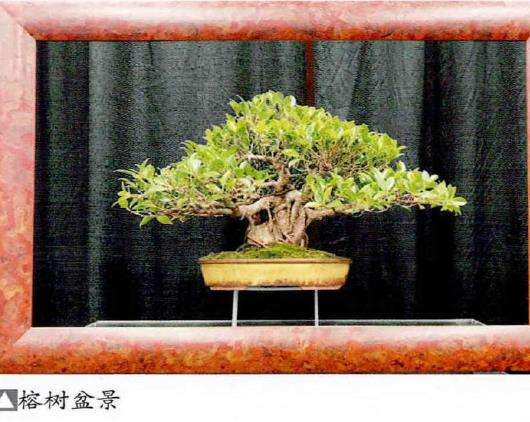 2022 盆景艺术节在美国孟菲斯成功举办