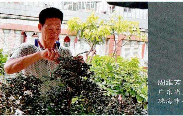 博兰盆景《众志成城》怎么创作的15个过程