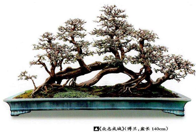 博兰盆景《众志成城》怎么创作的15个过程