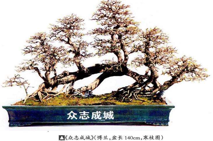 博兰盆景《众志成城》怎么创作的15个过程