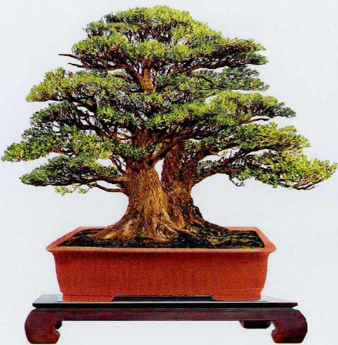 韩琦盆景作品欣赏 图片