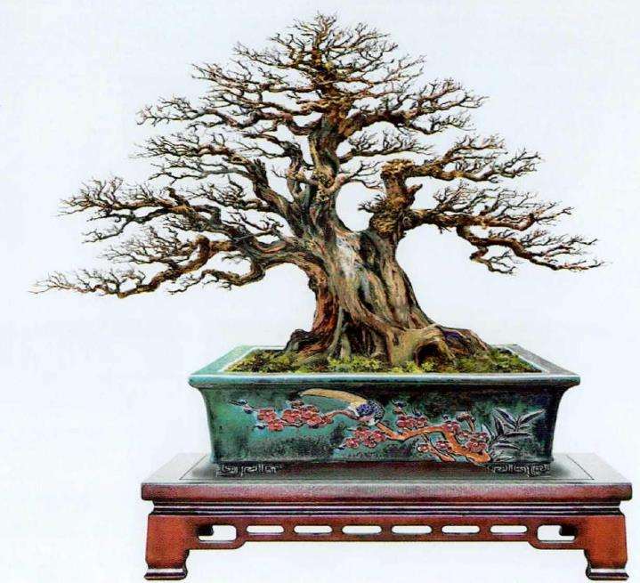 韩琦盆景作品欣赏 图片