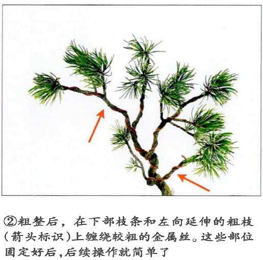 图解 盆景金属丝怎么蟠扎的15个步骤