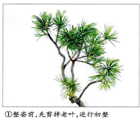 图解 盆景金属丝怎么蟠扎的15个步骤