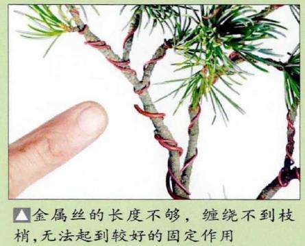 图解 盆景金属丝怎么蟠扎的15个步骤