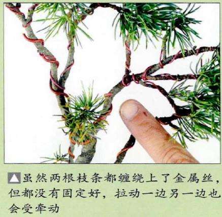 图解 盆景金属丝怎么蟠扎的15个步骤