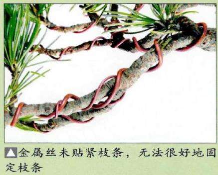 图解 盆景金属丝怎么蟠扎的15个步骤