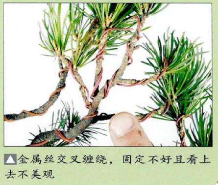 图解 盆景金属丝怎么蟠扎的15个步骤