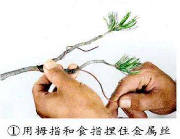 图解 盆景金属丝怎么蟠扎的15个步骤