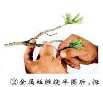 图解 盆景金属丝怎么蟠扎的15个步骤