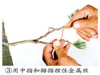 图解 盆景金属丝怎么蟠扎的15个步骤
