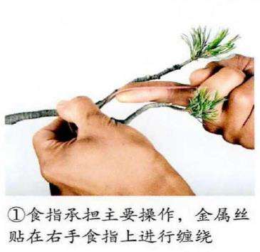 图解 盆景金属丝怎么蟠扎的15个步骤