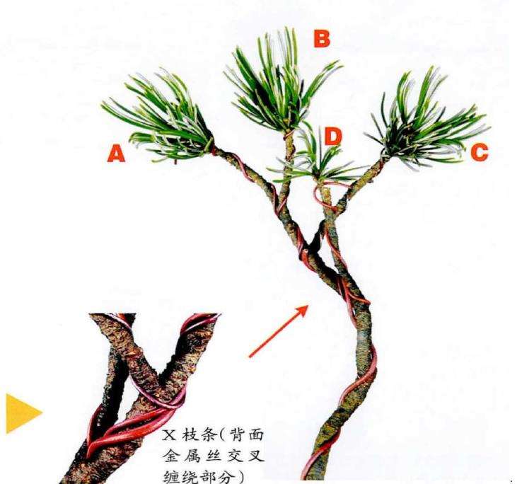 图解 盆景枝条怎么蟠扎的3个示例