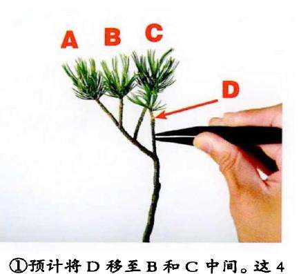 图解 盆景枝条怎么蟠扎的3个示例