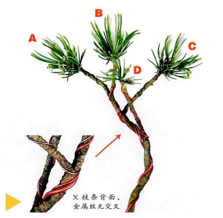 图解 盆景枝条怎么蟠扎的3个示例