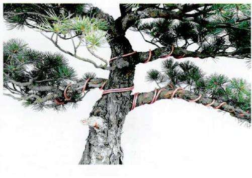 图解 盆景蟠扎粗枝时采用长距离绕法