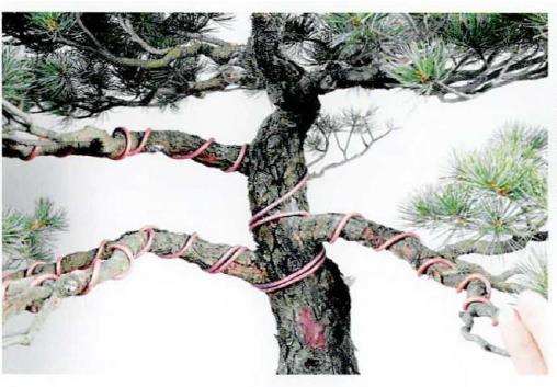 图解 盆景蟠扎粗枝时采用长距离绕法