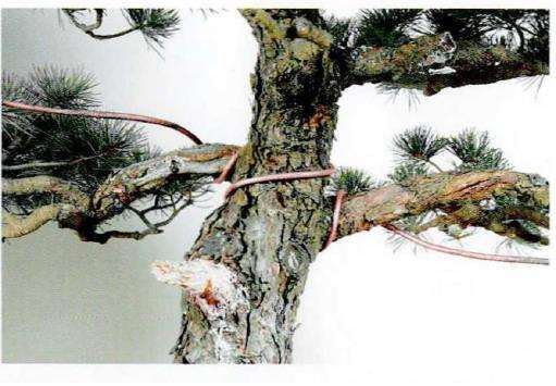 图解 盆景蟠扎粗枝时采用长距离绕法