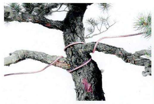 图解 盆景蟠扎粗枝时采用长距离绕法