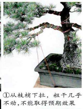 图解 盆景蟠扎粗枝时采用长距离绕法