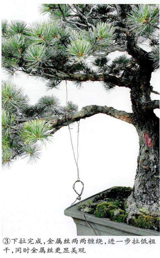 图解 盆景蟠扎粗枝时采用长距离绕法
