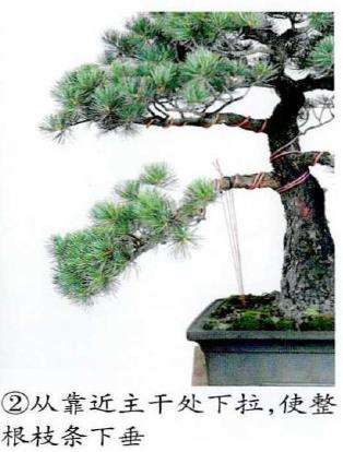 图解 盆景蟠扎粗枝时采用长距离绕法