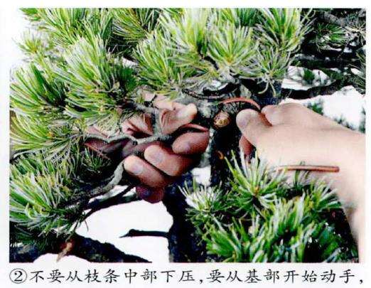 图解 盆景下拉枝条怎么蟠扎的6个步骤