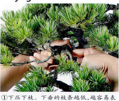 图解 盆景下拉枝条怎么蟠扎的6个步骤