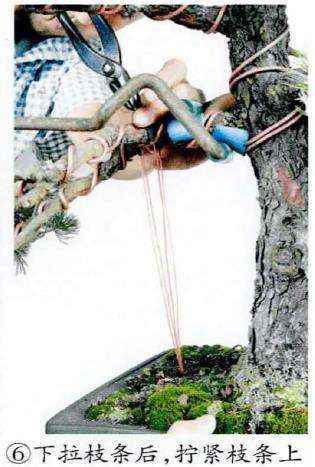 图解 盆景下拉枝条怎么蟠扎的6个步骤