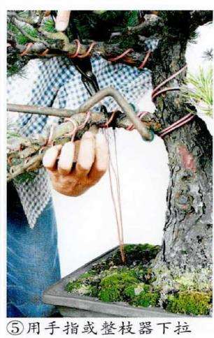 图解 盆景下拉枝条怎么蟠扎的6个步骤