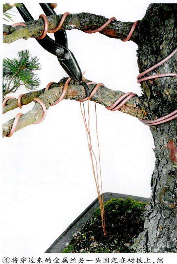 图解 盆景下拉枝条怎么蟠扎的6个步骤