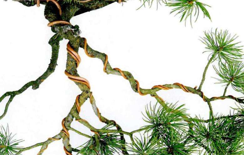 图解 盆景金属丝蟠扎的3个目的