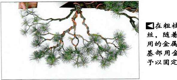 图解 盆景金属丝蟠扎的3个目的