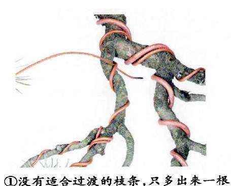 图解 盆景金属丝蟠扎的3个目的