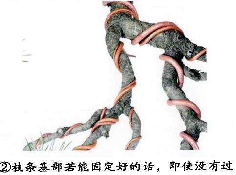 图解 盆景金属丝蟠扎的3个目的
