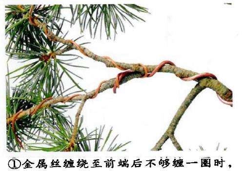 图解 盆景金属丝蟠扎的3个目的