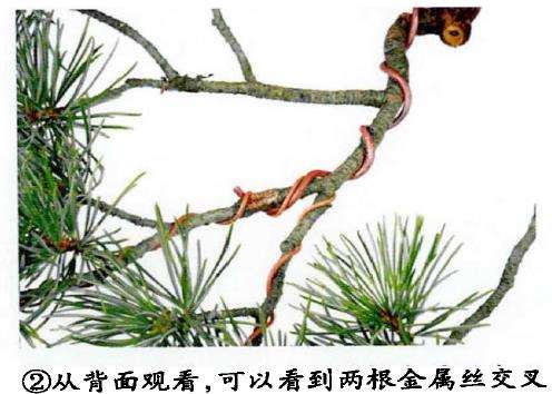 图解 盆景金属丝蟠扎的3个目的