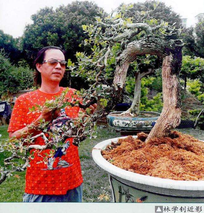 林学钊盆景作品赏析 图片