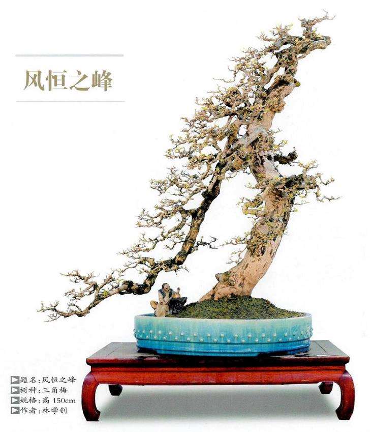 林学钊盆景作品赏析 图片